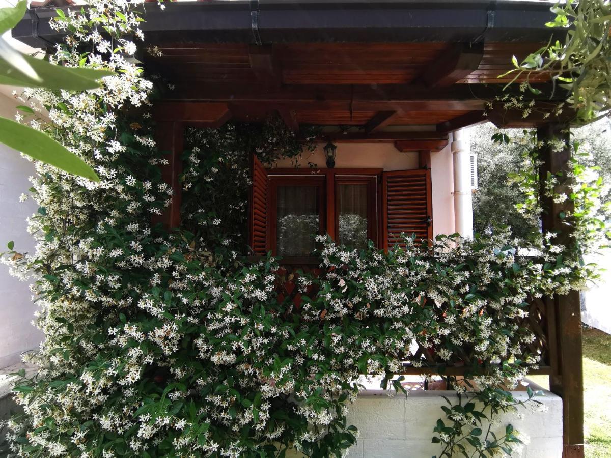 Apartments Maris Garden Petrovac Εξωτερικό φωτογραφία